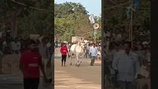 RK BULLS SAMARASIMHA IN RENTACHINTHALA, #rkbulls