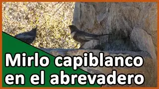 🟠🌲⛰️MIRLO CAPIBLANCO (Turdus torquatus) bebiendo en el abrevadero 🌲⛰️