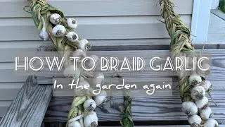 How to Braid Garlic | In The Garden Again |