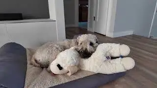 Игрушка для собак Lambchop идеально подойдет для вашей собаки!