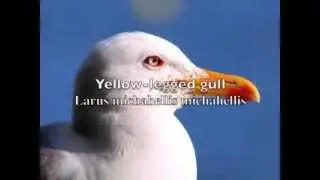 Yellow-legged Gull