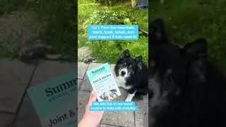 Simple Tips for Traveling Comfortably with Your Dog 🐾