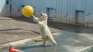 ミルクの大玉遊び