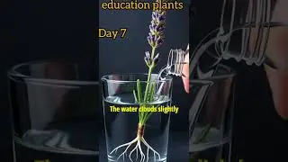 Watch Lavender Grow in Water 🌿 | Real Timelapse Magic