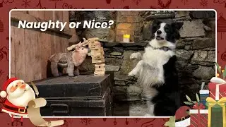 A Christmas Dog Story 🎄 | The Naughty List | Rory the Quirky Border Collie