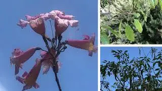 World Trees Tour - Pau d'Arco (Tabebuia impetiginosa)