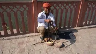Snake charmer showing cobra at Maotha Lake below Amber Fort, Jaipur, Rajasthan, India 31.1.2025