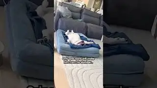 Adorable Dog Wakes Up After Hearing Favorite Word #Dogs #Bulldogs #Funny