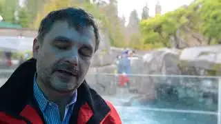 Blinded by a shotgun blast, Walter the sea otter arrives at the Vancouver Aquarium