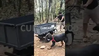 &ldquo;Rottweiler Rides the Cubcart 300 &ndash; Must-See! 🐶🔥🚜 #Shorts&rdquo; #dog #viralvideo #trending #farming