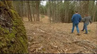Forest Stand Improvement