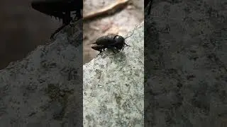 Gryllus - Cricket - Grillon : On a Bench #nature  #animals