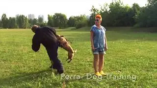 PitBull Terrier jako pies obronny - czy warto szkolić psa w obronie