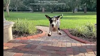 Great Danes Give The Greatest Flying Greeting