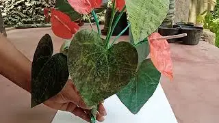 How to make Anthurium flowers from plastic bags