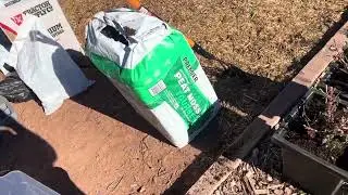 Fall 2025 Getting Started on the Daffodil Bulbs & a Chrysanthemum Greenhouse Box Experiment