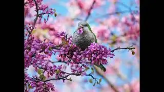 Taste of Spring Time