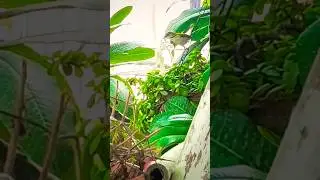 tailor bird in my terrace garden #birdslover #tailorbird #nesting #help #naturelovers