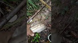 anak predator sungai #mancing #fishing #mancingmania #mancingikan #mancingliar #snakehead #ikanlele