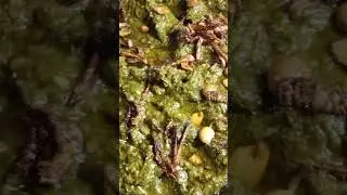 Sarso Ka Saag Recipe in Urdu / Hindi | Authentic Punjabi Sarson Ka Saag