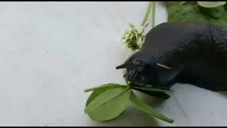 My Pet The Giant slug - Unusual Exotic Pets