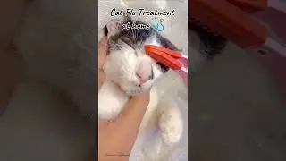 Cat Flu Treatment at Home 🩺😺 #cats #catvideo #reels #reelsfyp #reelsviral #trendingreels #funny #fun