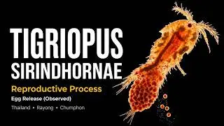 Lion Pods&trade; &ndash; The Origin of Marine Life | Live Copepods from Thailand to the World