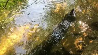 The Texas Jungle