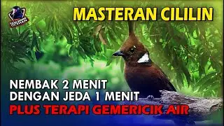 Cililin gacor nembak rapat ngerol panjang dan jernih nembak 2 menit jeda 1 menit plus gemercik air