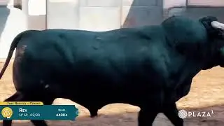 SORTEO | Toros Ben&iacute;tez Cubero y Pallar&eacute;s, rejones 25 agosto
