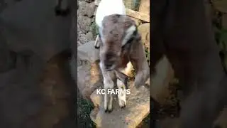 Baby jamunapari goat❤️❤️