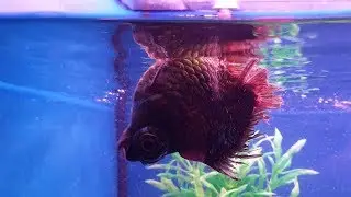 LIOW VIDEO: Pastel Terrapin attacked my goldfish 水龟咬伤金鱼