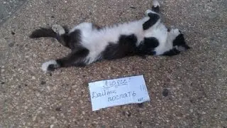 Люди! дайте котику поспать ! )))