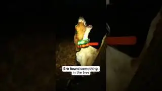 Dogs being idiots part 204: Hound dog 🤣🐕 #funnydog #funnypet #cutedog #dog #pets #shorts