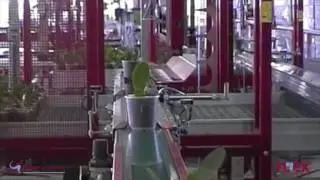 Grading and sorting young orchids - Levoplant
