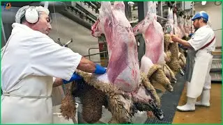 Sheep farming - how Chinese farmers raise millions of sheep for meat and wool  -  processing factory