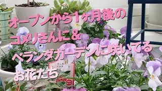 オープンから１ケ月後のコメリさんに＆ベランダガーデンに咲いてるお花たち