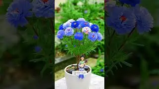 Rare Imported Portulaca Flower Seed Online Shopping 🌱 #portulaca #flowers #plants #garden