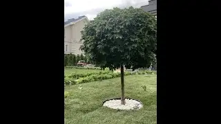 Посадка деревьев и кустарников
