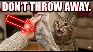 10 Cheap DIY Cat Hacks That Actually Work (Vet Approved)