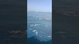how to khagga fish