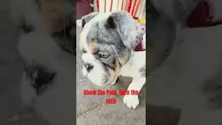 The Unbelievable Reveal of the Paws