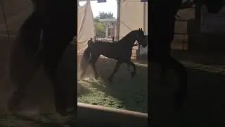 caballos &aacute;rabes #caballos #charreria  #leon  #mexico