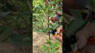 🤔 How to Prune a Young Tea Plant for First Frame Formation #teaplantation #pruning #howto #shorts