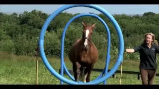 Horse Agility: A step-by-step Introduction to the Sport Official Trailer