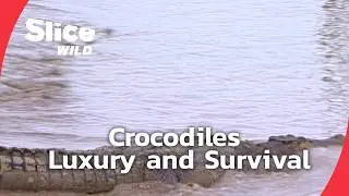 The Luxury Industry and Crocodile Conservation | SLICE WILD