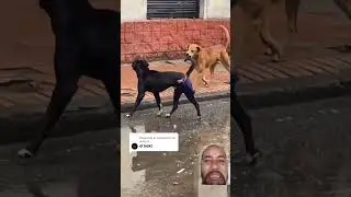 perro valiente 🐶🐶 #shorts