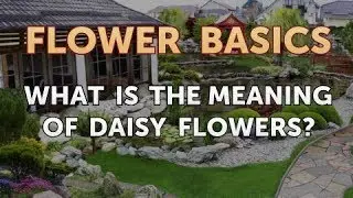 What Is the Meaning of Daisy Flowers?