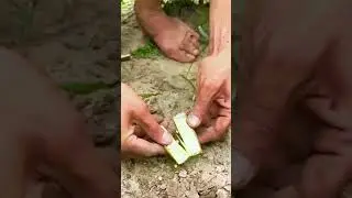 Genius Trench Planting Hack! 🌱 #farmoratv #agriculture #satisfying