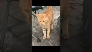 Ketemu kucing cakep di sebelah es tebu #kucing #kucingkampung #kucinglucu